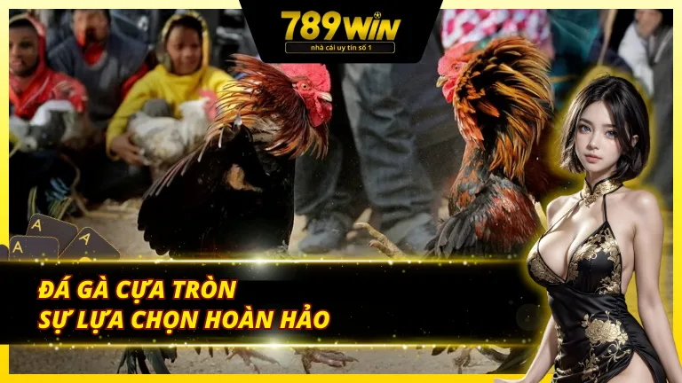 Thể loại đá gà cựa tròn kịch tính cho người xem